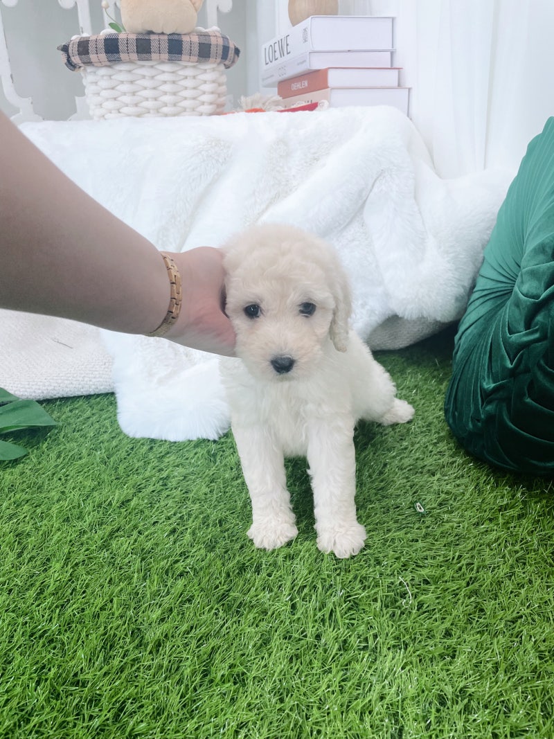 동탄애견분양 사랑스러운 나의 반려견