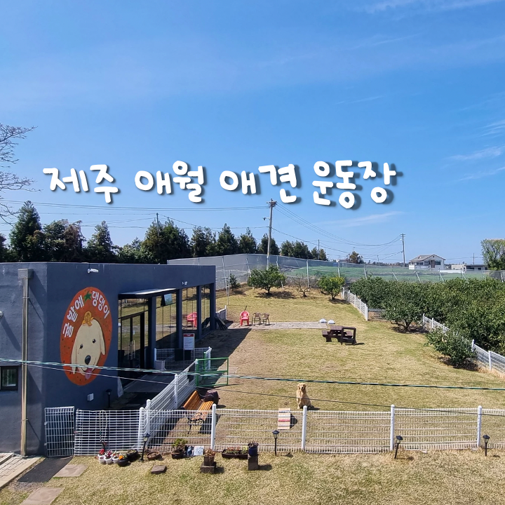 제주 애월귤 밭 속 천연잔디 애견운동장