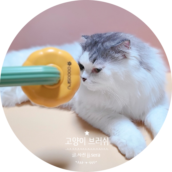 코코시루 호박 펫 브러쉬 - 냥이들이 좋아하는 고양이빗을 찾으신다면 클릭!