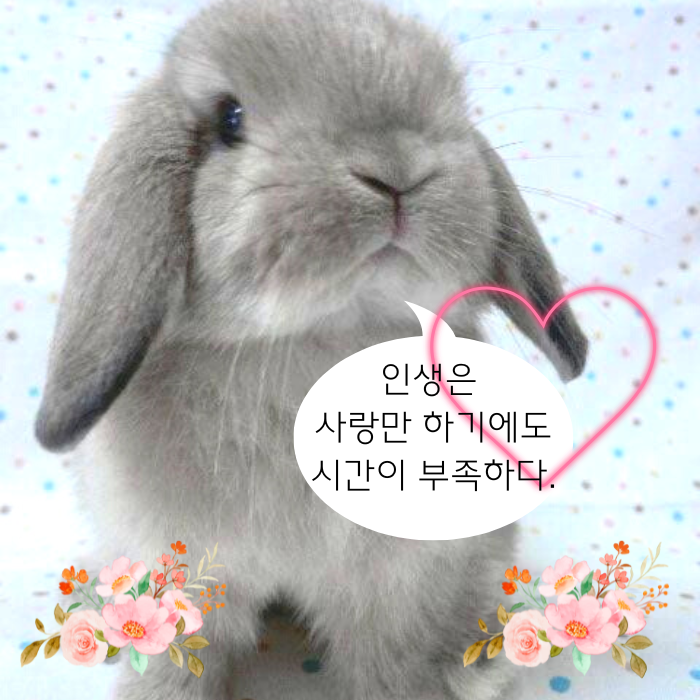  좋은 짧은 추천 외국시 모음 : 라이너 마리아 릴케 시 "석상의 노래" ,365일 오늘의 유명한 짧은 인생 감동명언 모음  ,웃긴 말풍선짤.동물밈
