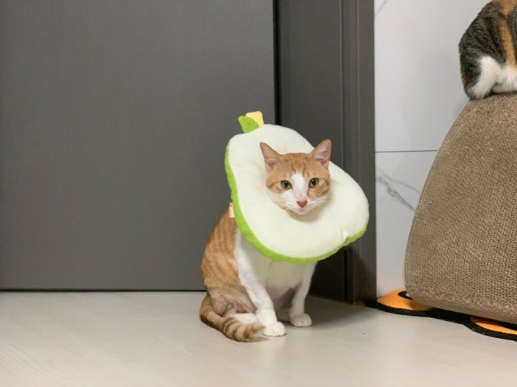 [고양이/넥카라] 이것은 아보카도인가 배인가, 상큼한 넥카라를 착용한 모카