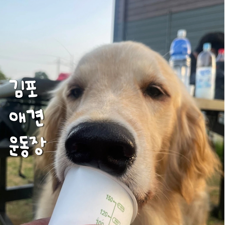  천연잔디에서 우리끼리 뛰뛰 김포 애견운동장