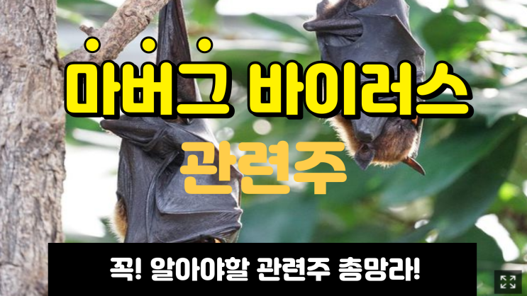  마버그 바이러스? 관련주