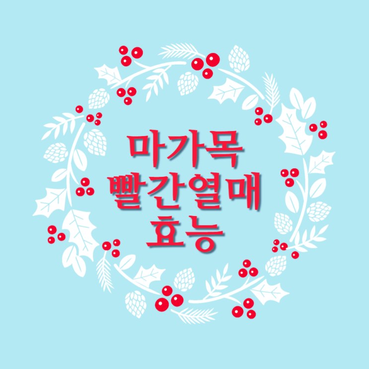 마가목 빨간열매 효능 마가목차 마가목주 부작용 마가목 빨간열매 효능 마가목차 마가목주 부작용