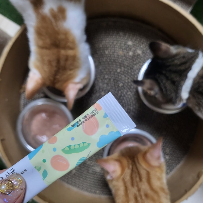 [바이오펫츠 냥산균] 고양이 식물성유산균 특허까지 받았다