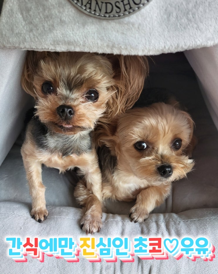  간식에만 진심! 강초코& 강우유