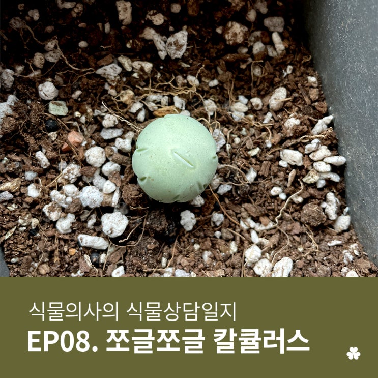  [우리식물병원] 식물의사의 식물상담일지 (쭈글쭈글 말라가는 코노피튬 칼큘러스)