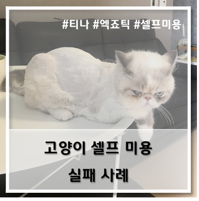  [티나 일상] 고양이 셀프 미용 실패 사례
