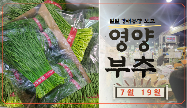  [경매사 일일보고] 가락시장 7월 19일자 "영양부추" 경매동향을 살펴보겠습니다!