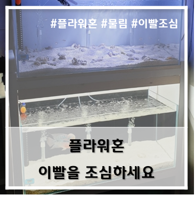  [플라워혼] 이빨을 조심하세요!