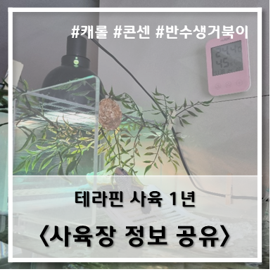  [테라핀] 사육 1년_사육장 정보 공유