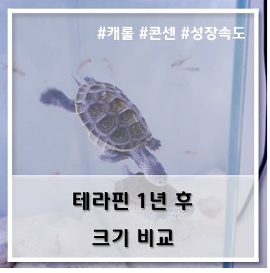  [테라핀] 성장 속도