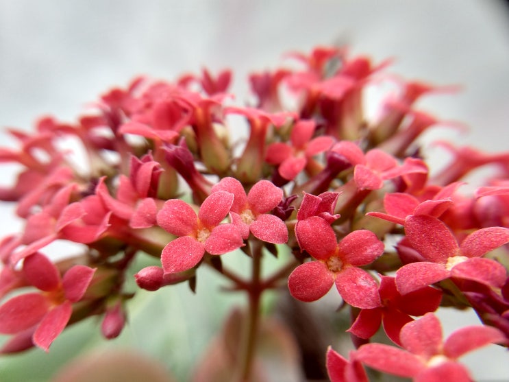이쁜꽃이 피는 공기정화식물 칼랑코에 칼란디바