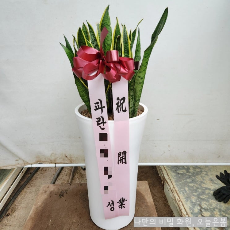  오늘은봄 광주화분배달 광산구 장록동 장수동 지죽동 꽃집 광주개업화분 관리쉬운 산세베리아 산소발생식물어떠세요?