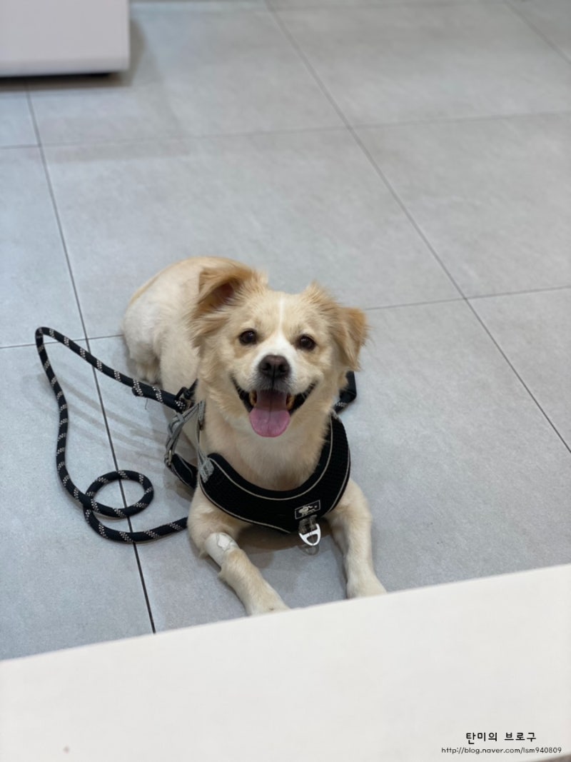 하루키 단편 - 캥거루 날씨, 우리는 한 달 전에 한 지방지에 실린 기사를 보고, 새끼 캥거루가 태어났음을 알게 되었다. 그리고 한 달  동안, 새끼 캥거루를 구경하기에 알맞은 날의 아침이 오기를 참을성 있게 가디라고 있었던 것이다. , 그러나 그러한 날의 아침은 좀처럼  오지 않았다. 어떤 날 아침에는 비가 내렸고 다음날 아침에도 역시 비가 내렸다. 그다음 ..., image size:800x1067