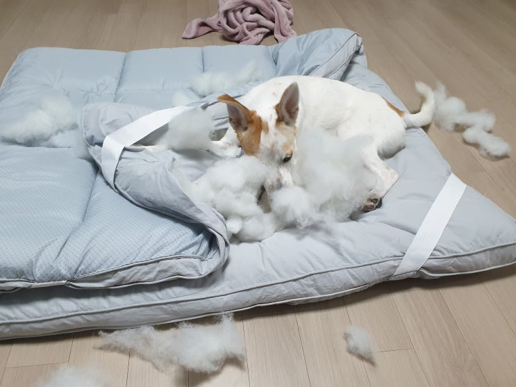  강아지 벽지 뜯기는 스트레스 증상일까?