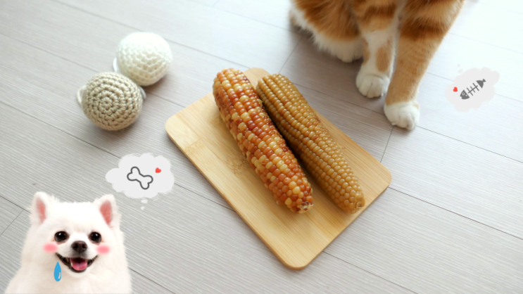  고양이, 강아지 옥수수 먹어도 괜찮나요? 여름 제철 건강에 좋은 채소
