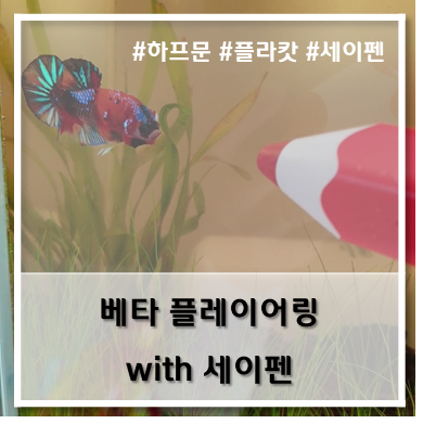  [베타] 플레이어링 with 세이펜