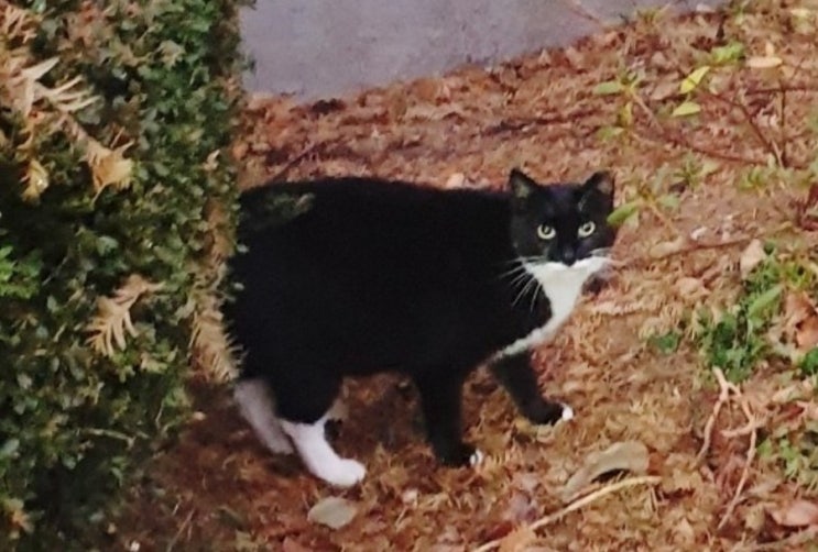  길고양이 죽는 이유, 돌연사
