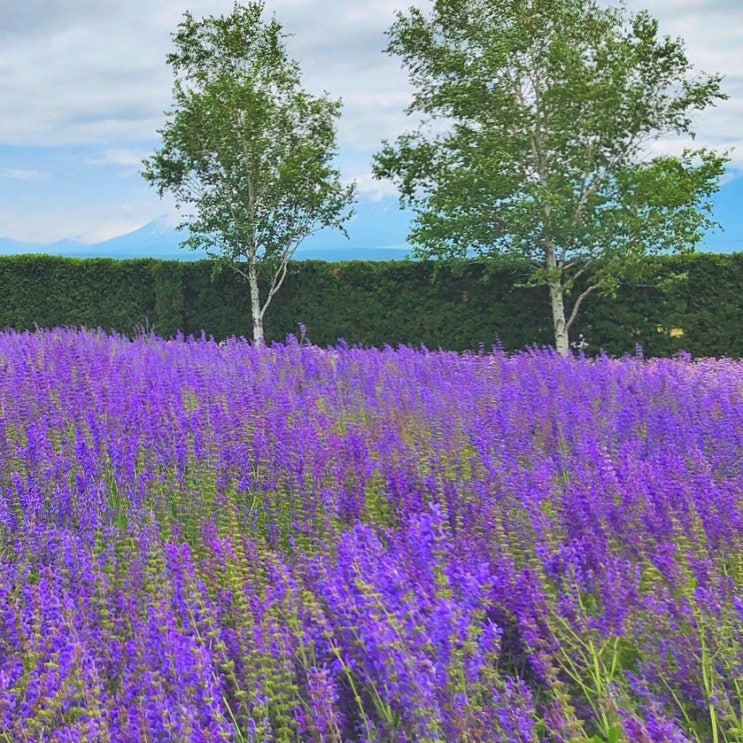 [일본여행] 홋카이도 여행 후라노 팜도미타(Farm Tomita) 라벤더 농장