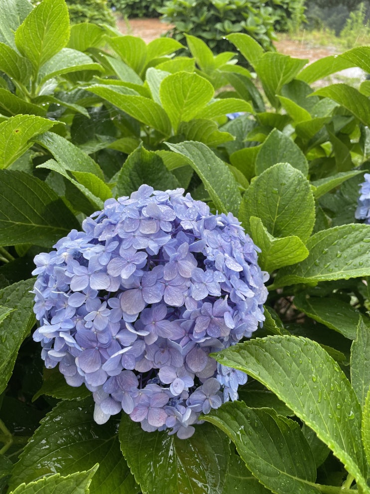  ️ 비오는 날 수국사이 걸어보기  썬트리팜 수국 