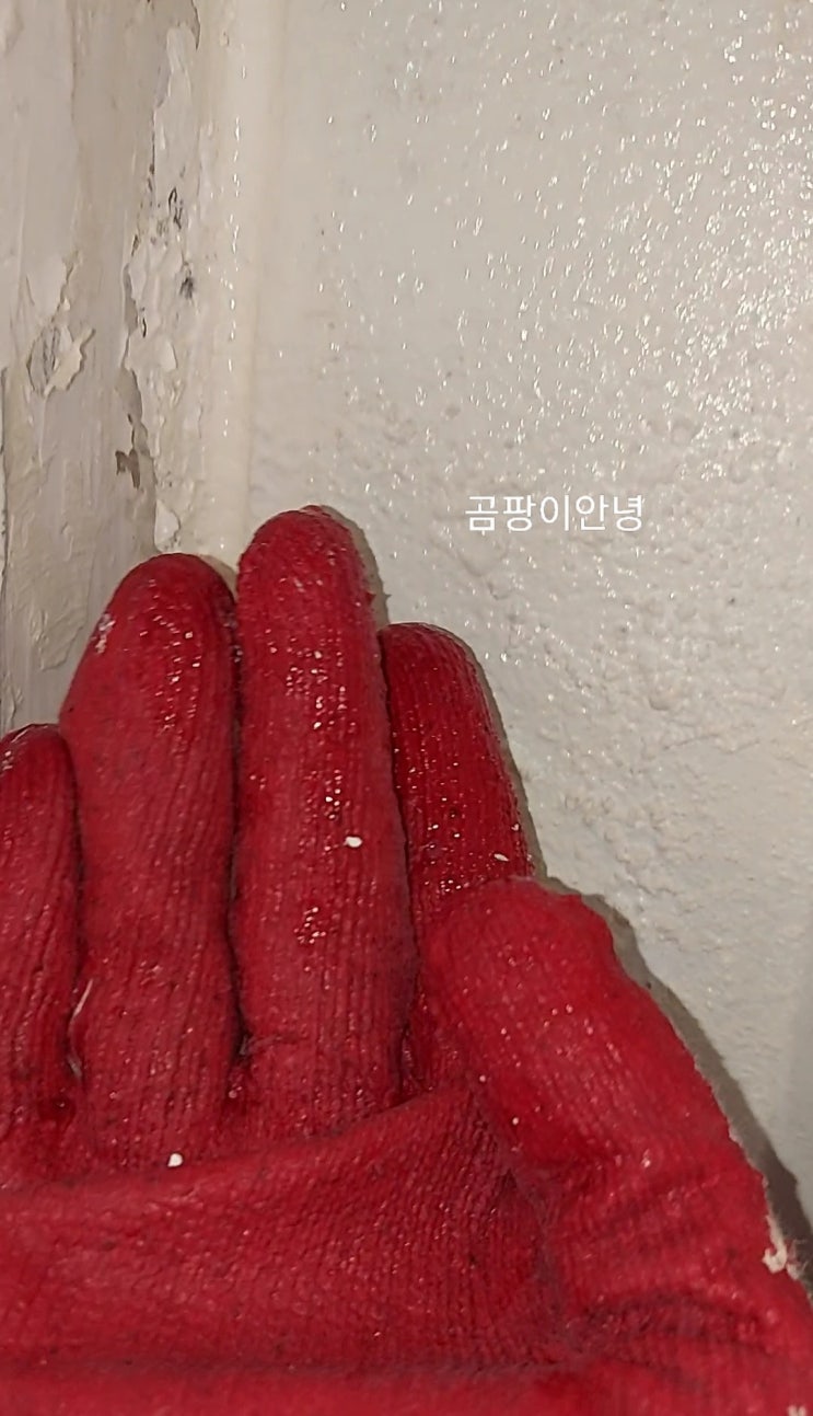  곰팡이 결로 방지? 탄성코트 항균 규조토 페인트의 실체 구미 집 베란다 곰팡이