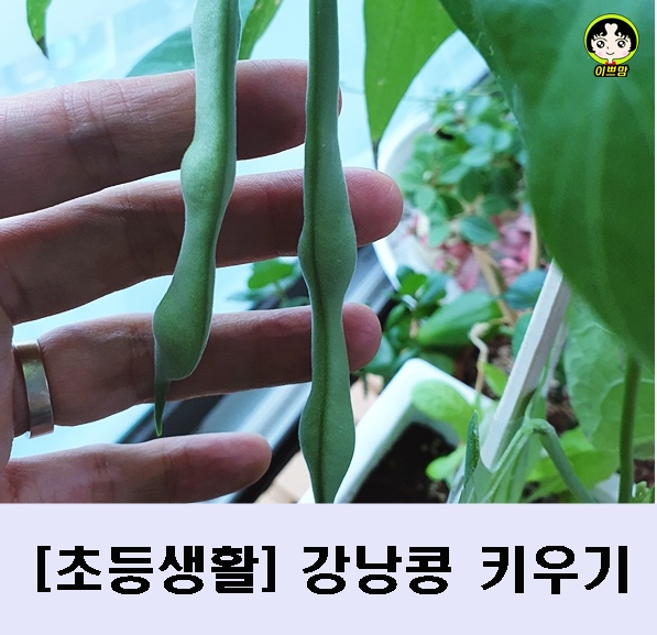  [초등생활] 4학년 강낭콩키우기 완료:) 키우는 재미를 느껴요!