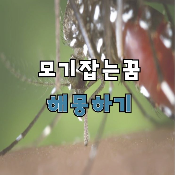  모기잡는꿈 해몽하기