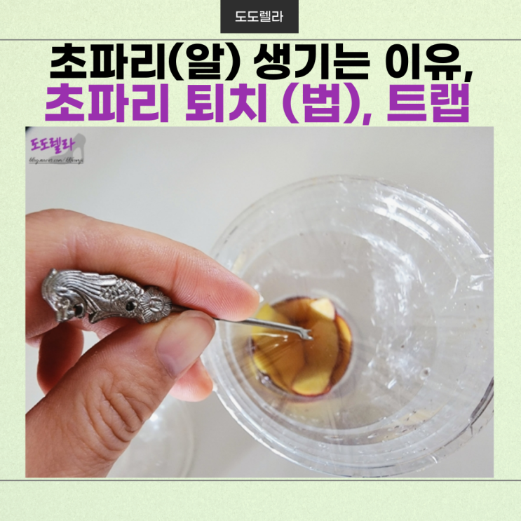  초파리(알) 생기는 이유, 퇴치 (법), 트랩