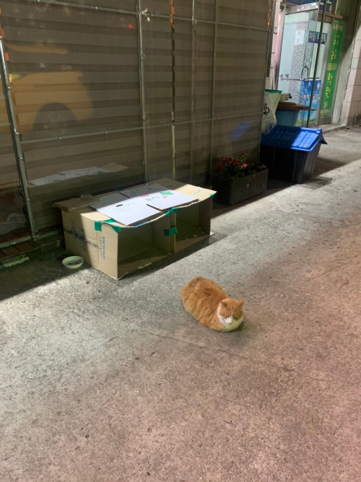  "6월 먹방일지" (스타벅스자허블,뚜레쥬르,신포우리만두냉쫄면,역전할머니맥주,동아리,쉼표맥주,롤링파스타,디저트39,원할머니 모둠보쌈,배스킨라빈스음료,더리터,신시도세꼬시)