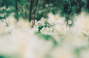  백서