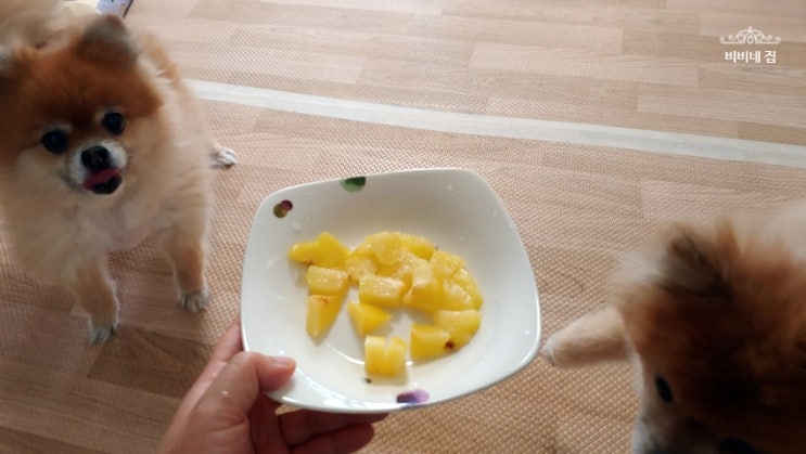  강아지 자두 먹어도 되나요  자두 씨는 위험!