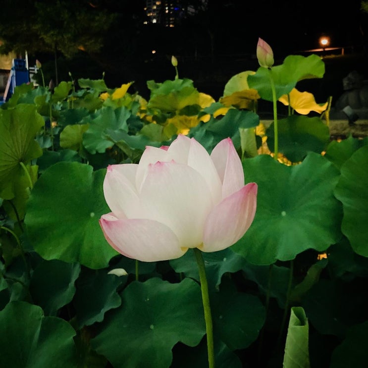  [7/14~7/20]  연듀, 백일장, 낭독극페스티벌, 4주년, 연구부협의회, 방학