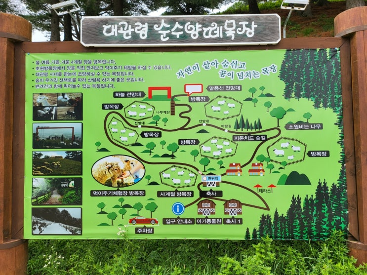  아이들과 즐기기 좋은 평창 순수양떼목장 방문 후기~