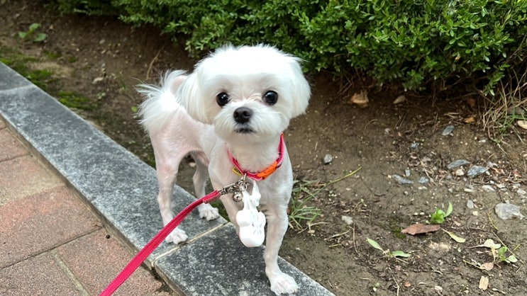  [멍가드] 공포의 진드기 예방하는 강아지 진드기 목걸이 추천드려요.