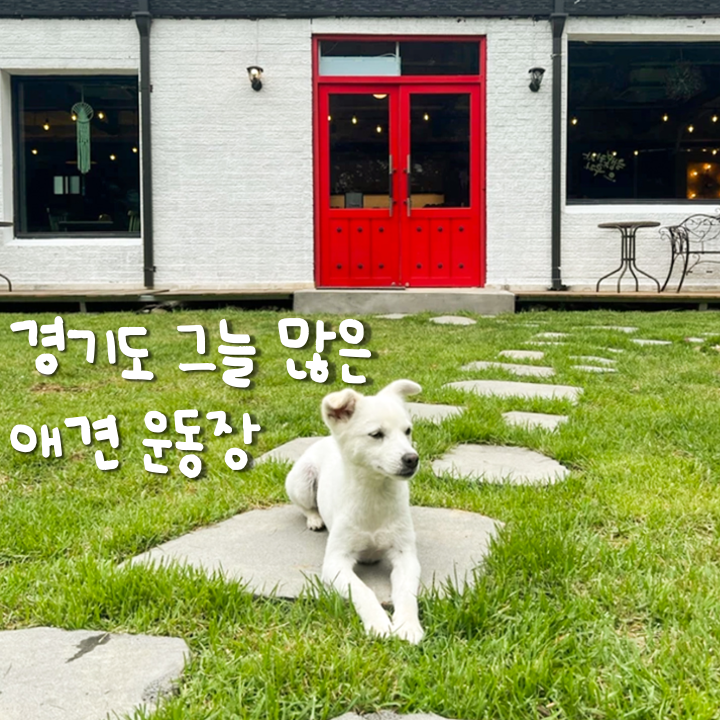  여름에 가기 좋은 그늘 많은 경기도 애견운동장