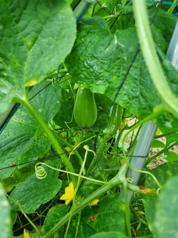 주말농장 장마 잡초제거 수확 병 주말농장 장마 잡초제거 수확 병