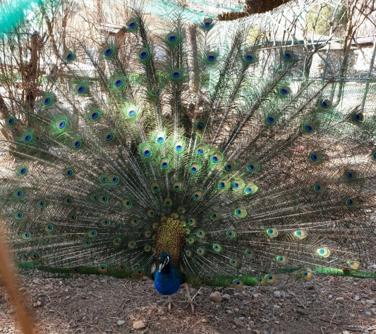 [궁금한 것] Peacock vs. Peahen vs. Peafowl 차이점?