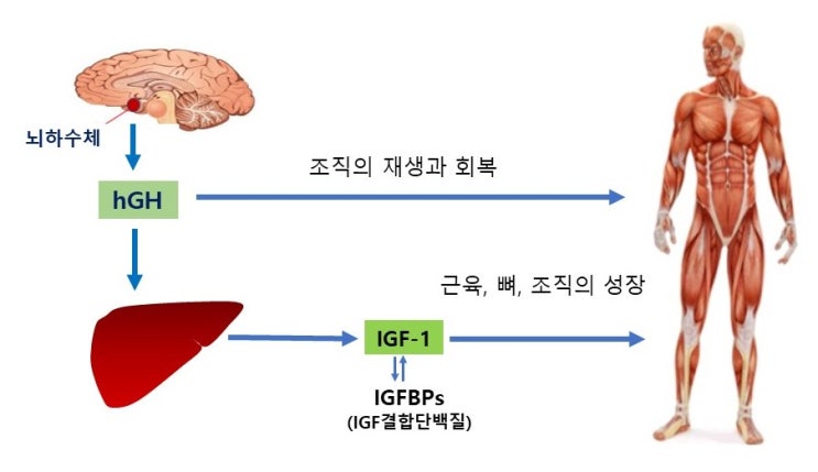  성장호르몬 분비를 증가시키는 일곱가지 방법, hGH, IGF-1