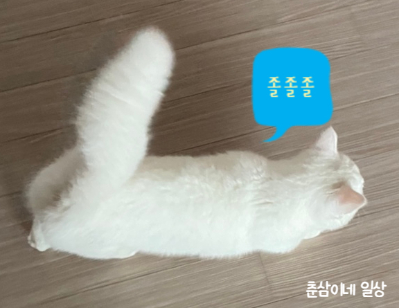  고양이가 화장실에 따라오는 이유 7가지 [고양이 행동분석]