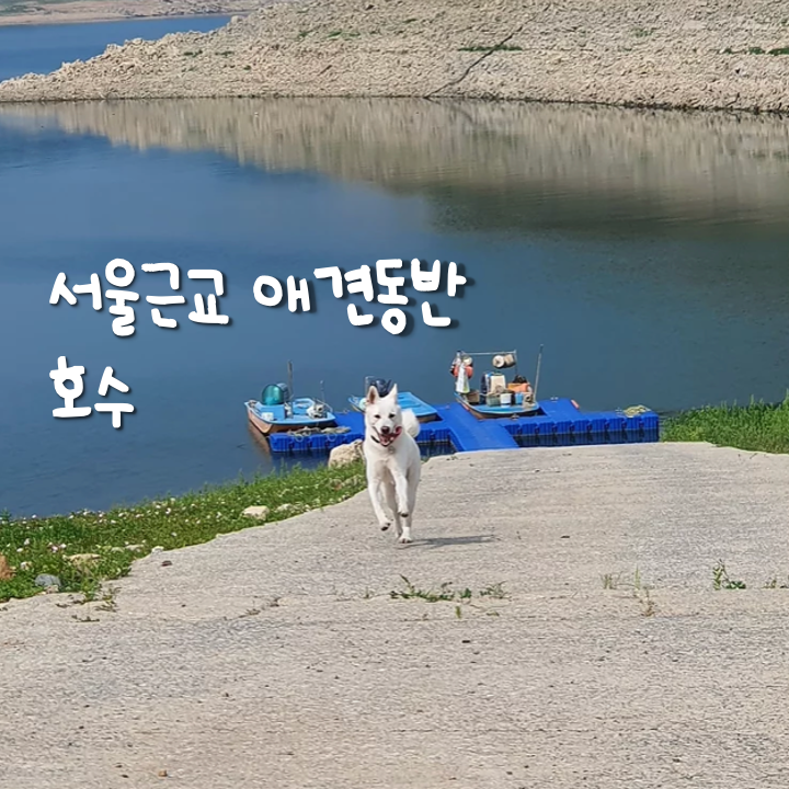 서울근교 애견동반 호수(캠핑 차박 숙박 가능c)