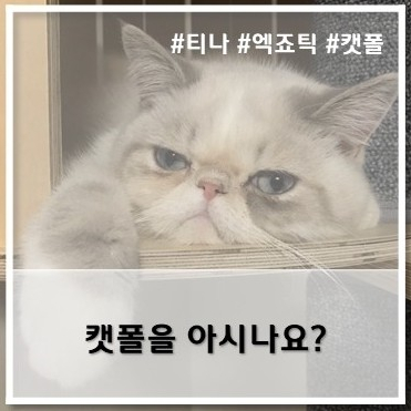  [티나 일상] 캣폴을 아시나요?