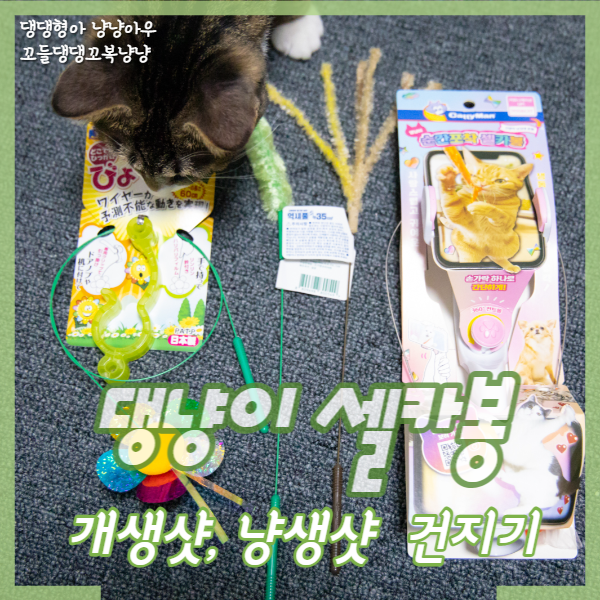  캐티맨 고양이낚시대 순간포착 셀카봉, 냥생샷 건졌다!