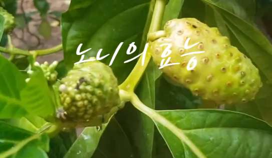  노니 효능 (ft. 천연 진통제 만성 염증 치료)