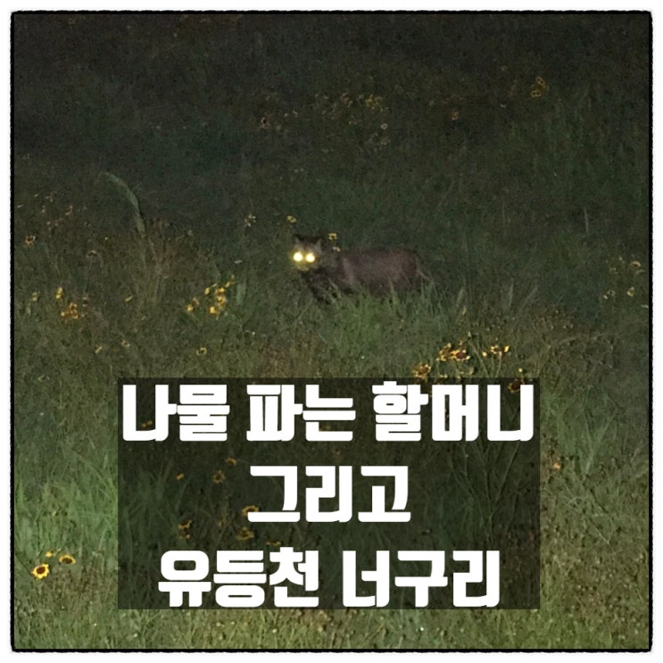 나물 파는 할머니 그리고 너구리 가족 나물 파는 할머니 그리고 너구리 가족