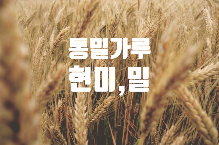  현미> 통밀가루> 밀  알갱이로 먹자