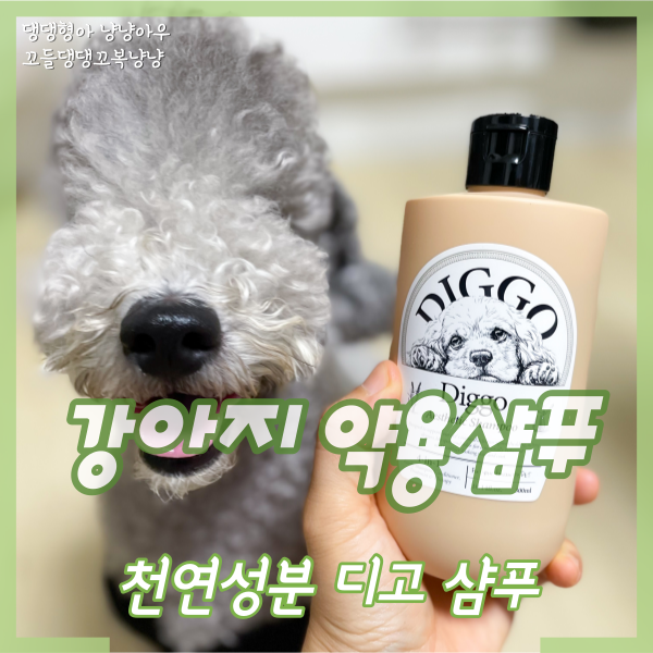  강아지 약용샴푸 디고 천연샴푸로 피부관리해요