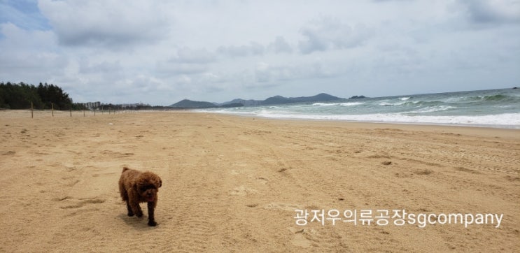  광저우 근교 바닷가 ) 애견 동반 쿠키 처음 바다간 날 :)