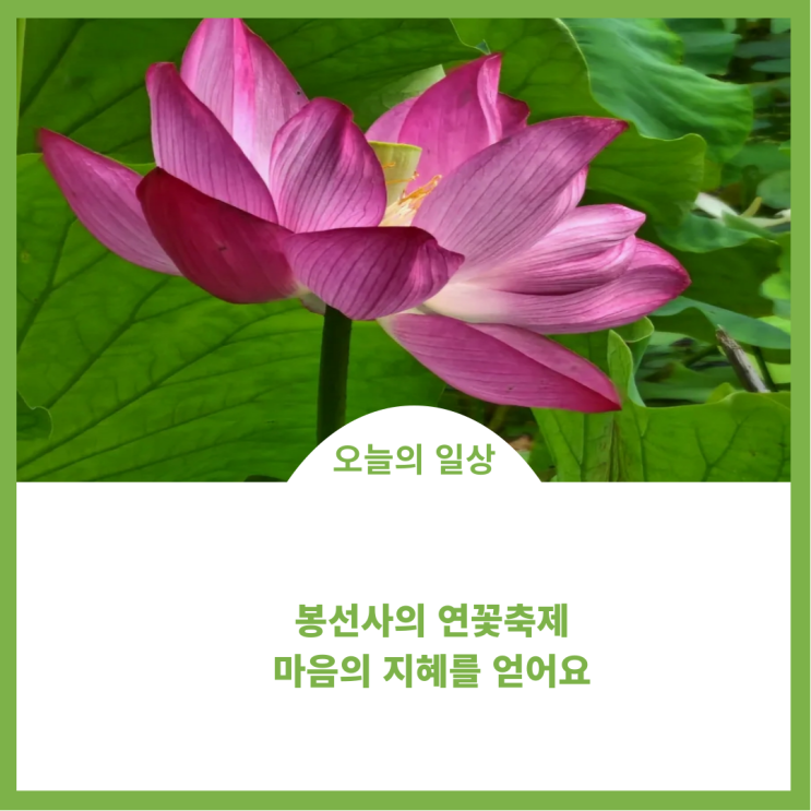  봉선사의 제20회 연꽃축제