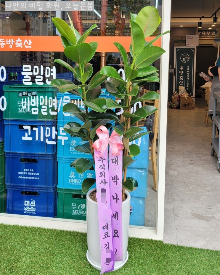  오늘은봄 부산화분배달 공기정화식물 인도고무나무 관리도쉬워요! 남구 문현동 우암동 감만동 꽃집 부산개업화분